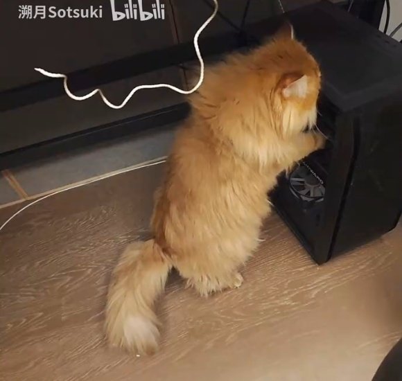 _7fsh's tweet photo. Sotsuki got a cat recently!! Look how cute 🥹🥹 https://t.co/bneKs9QfcP