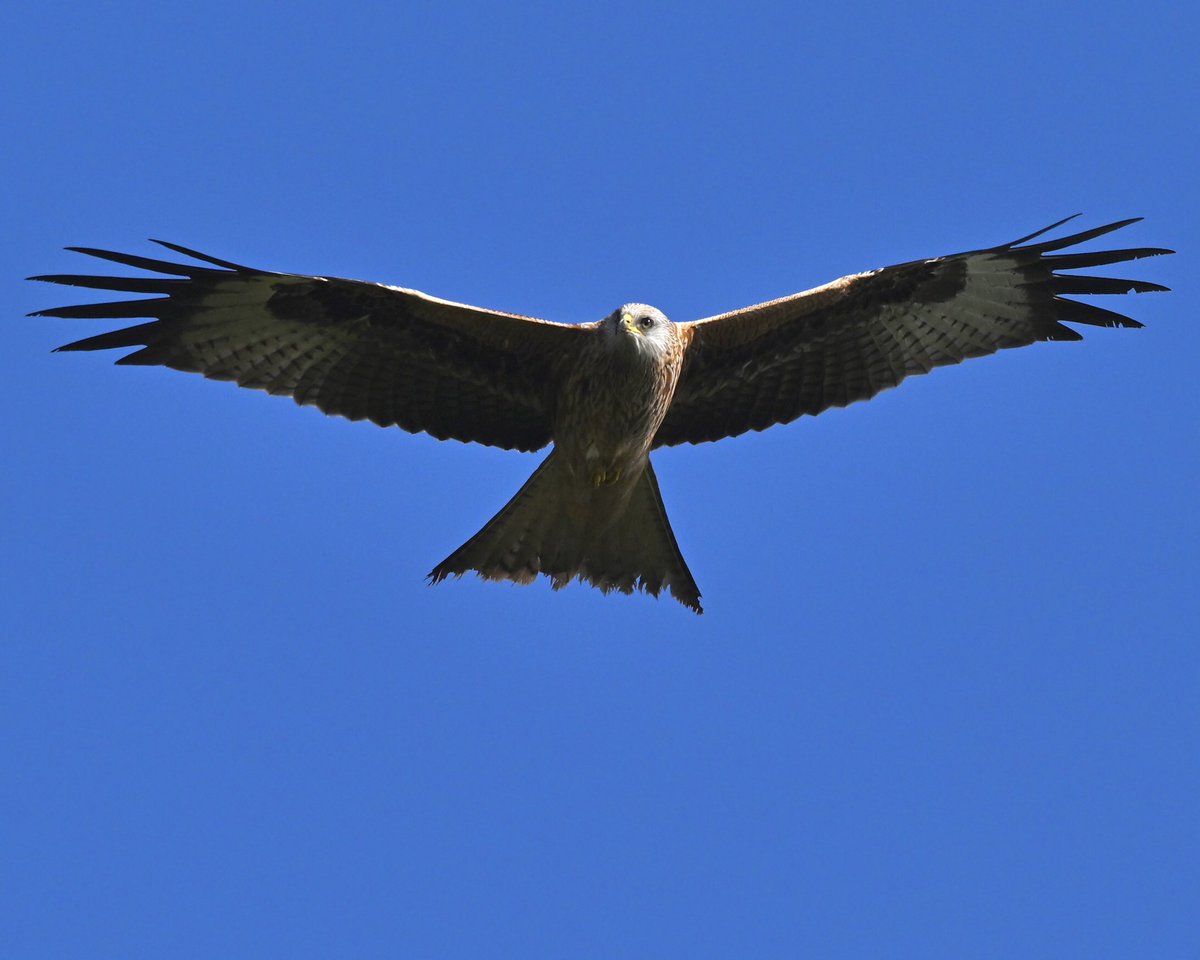 David Rouse 🍃💚🍃 tweet media