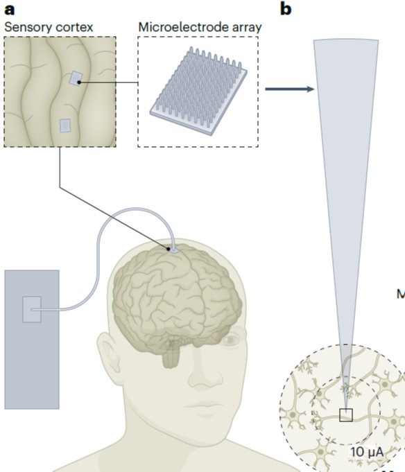 BIONIC_Lab's tweet photo. Great talk by UP NExT alum, Dr. Hughes about how brain stimulation may one day restore touch and visual sensation. The key insight, stimulating the brain is not just turning neurons on, it perturbs entire neural circuits.
#BrainTech #Neuroscience #Neurotechnology https://t.co/whPd8aKHUs