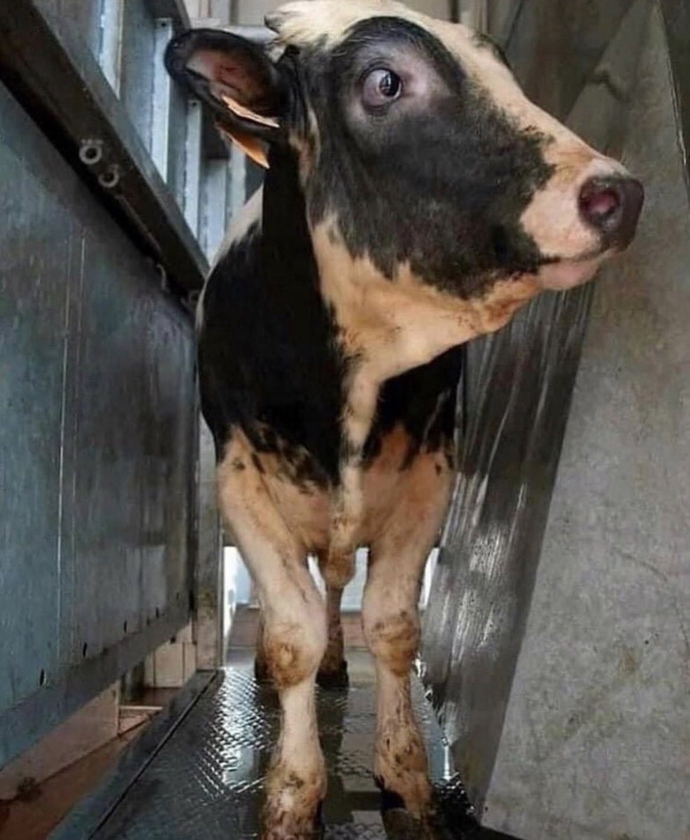 Une vache terrifiée se tient dans une file d'abattoir 💔 Ayez un peu d'empathie pour les animaux qui vivent cela chaque jour.
