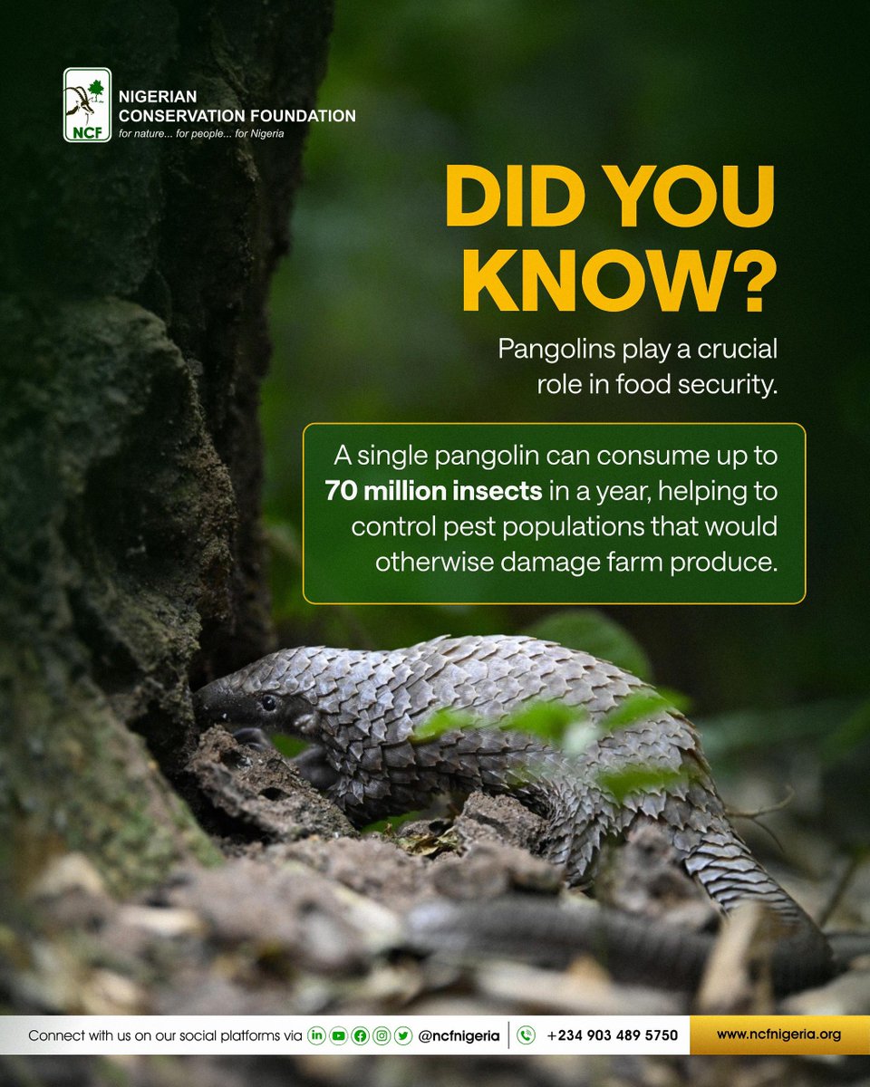 Pests pose a serious threat to agricultural productivity. However, nature provided a powerful defence mechanism; the pangolin.

Through their insect-based diet, pangolins significantly reduce populations of crop-damaging pests, offering a natural form of pest control.

The