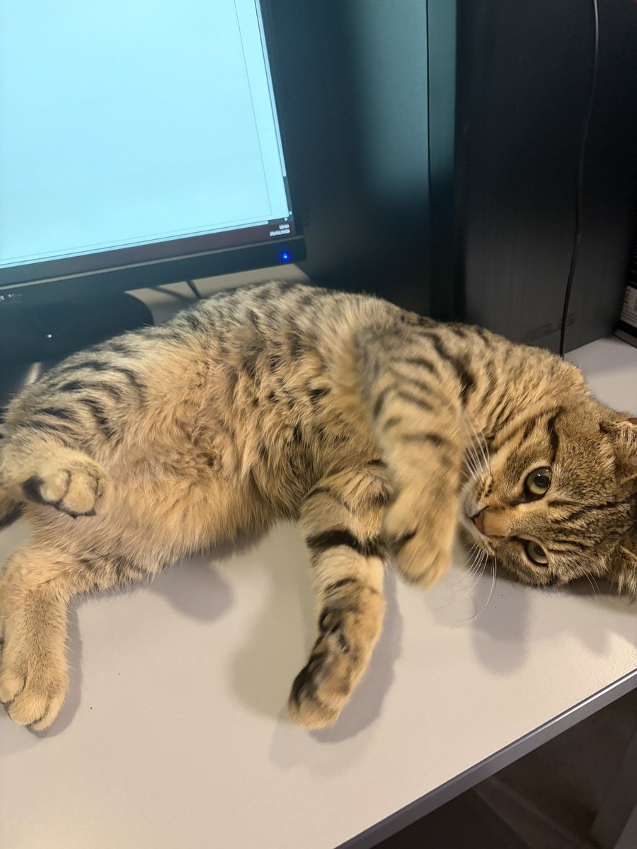 şirketin sunduğu yan hak masa kedisi