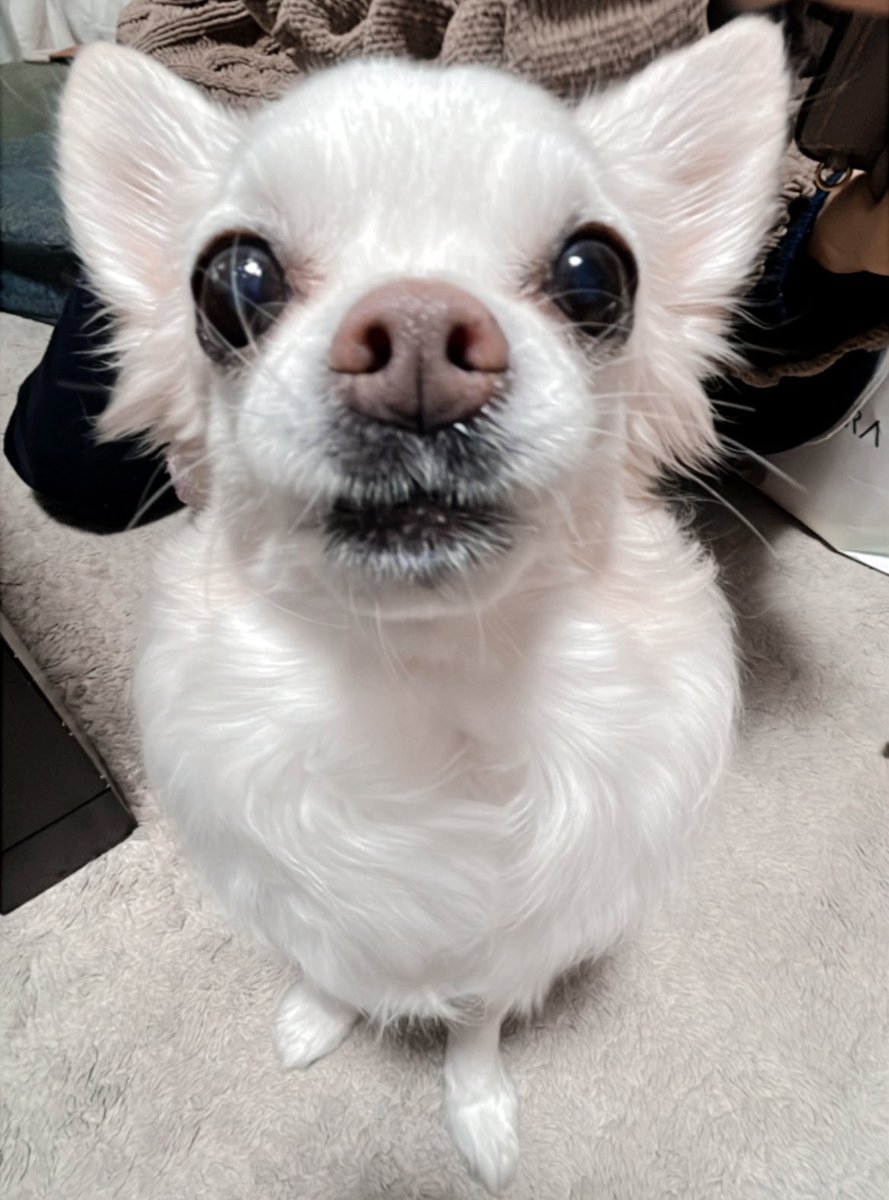 はやくねろ❕ (@Hayaku_nero_yo) / Posts / X