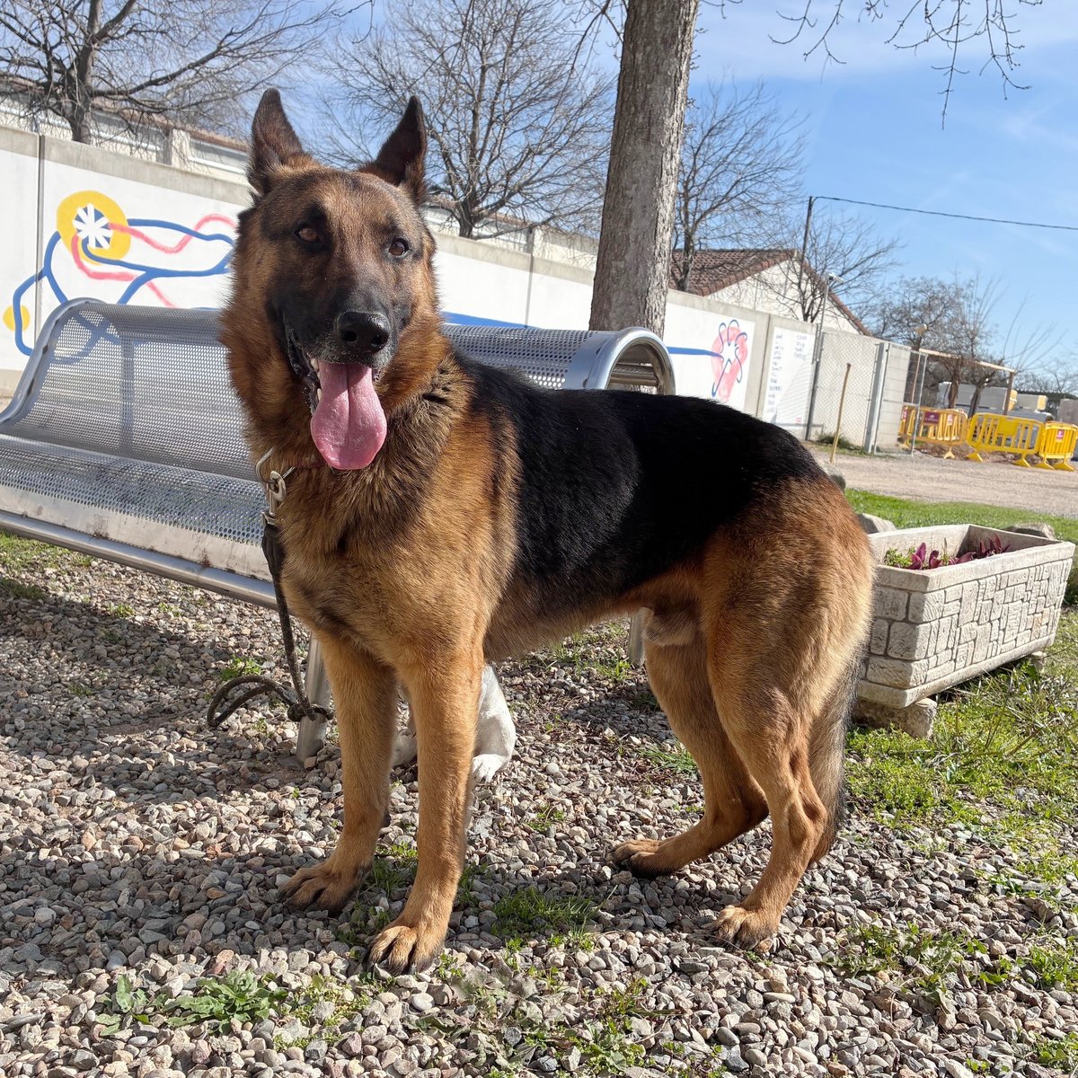 El Refugi dels Peluts tweet media