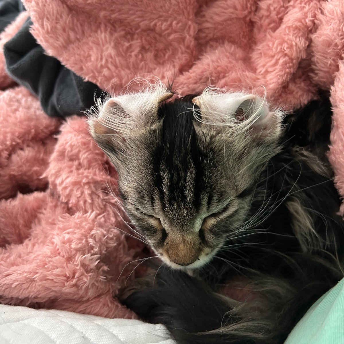 rev 😻 tweet media