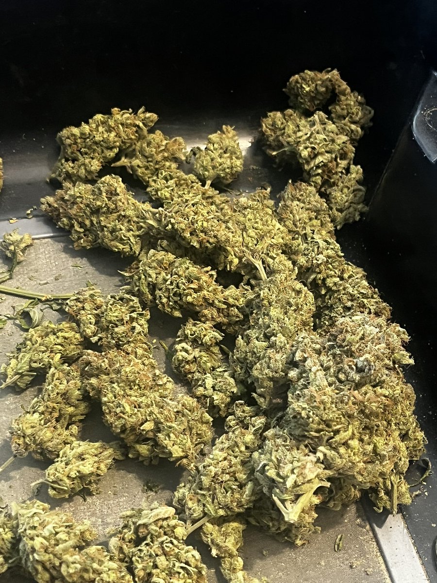 Jerry's Cherries 🍒 

Gods Green Crack x Cherry Gar See Ya ✌️