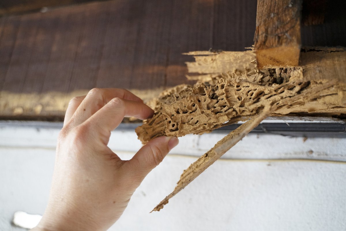 Termites may chew… but we rebuild. 🐜➡️🔨

Our skilled carpenters undo termite damage and make it look like those unwanted tenants were never there.

Because your home deserves a second chance — without pests.

📞 (800) 722-4342 | 🐜 pacificcoasttermite.com