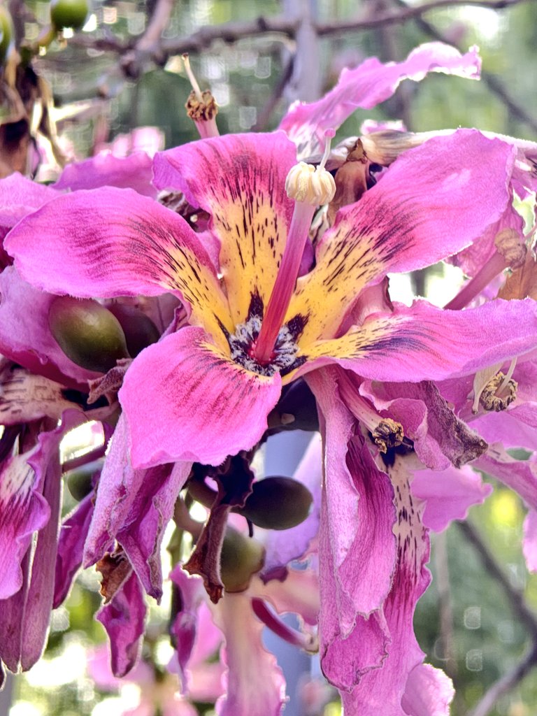 Mensaje de mí psicóloga hoy por la mañana: 
- ¿Estás viniendo? 
- Si, discúlpame, estoy un poco demorada porque me topé con un palo borracho en su máximo esplendor y me tuve que quedar a sacarle fotos.