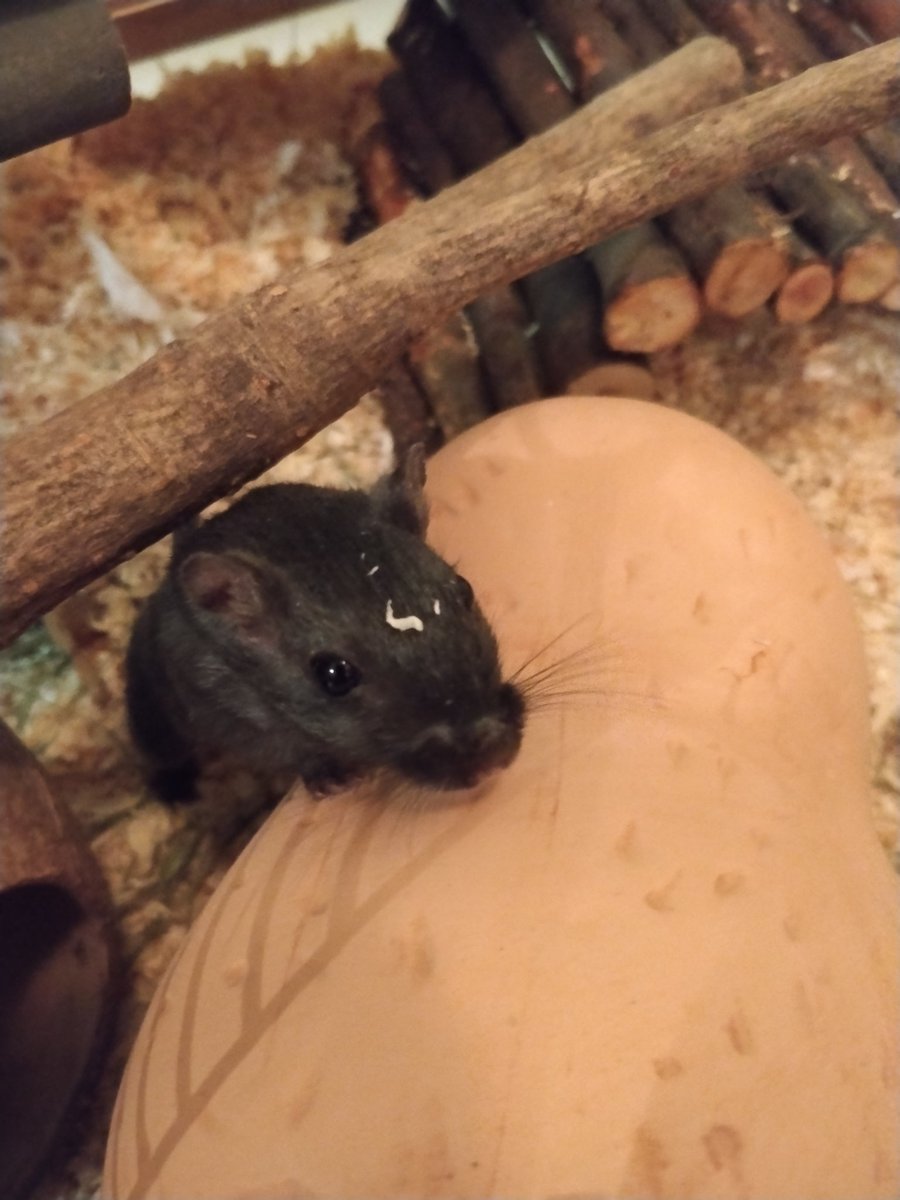 Mouett.exe rieuse tweet media