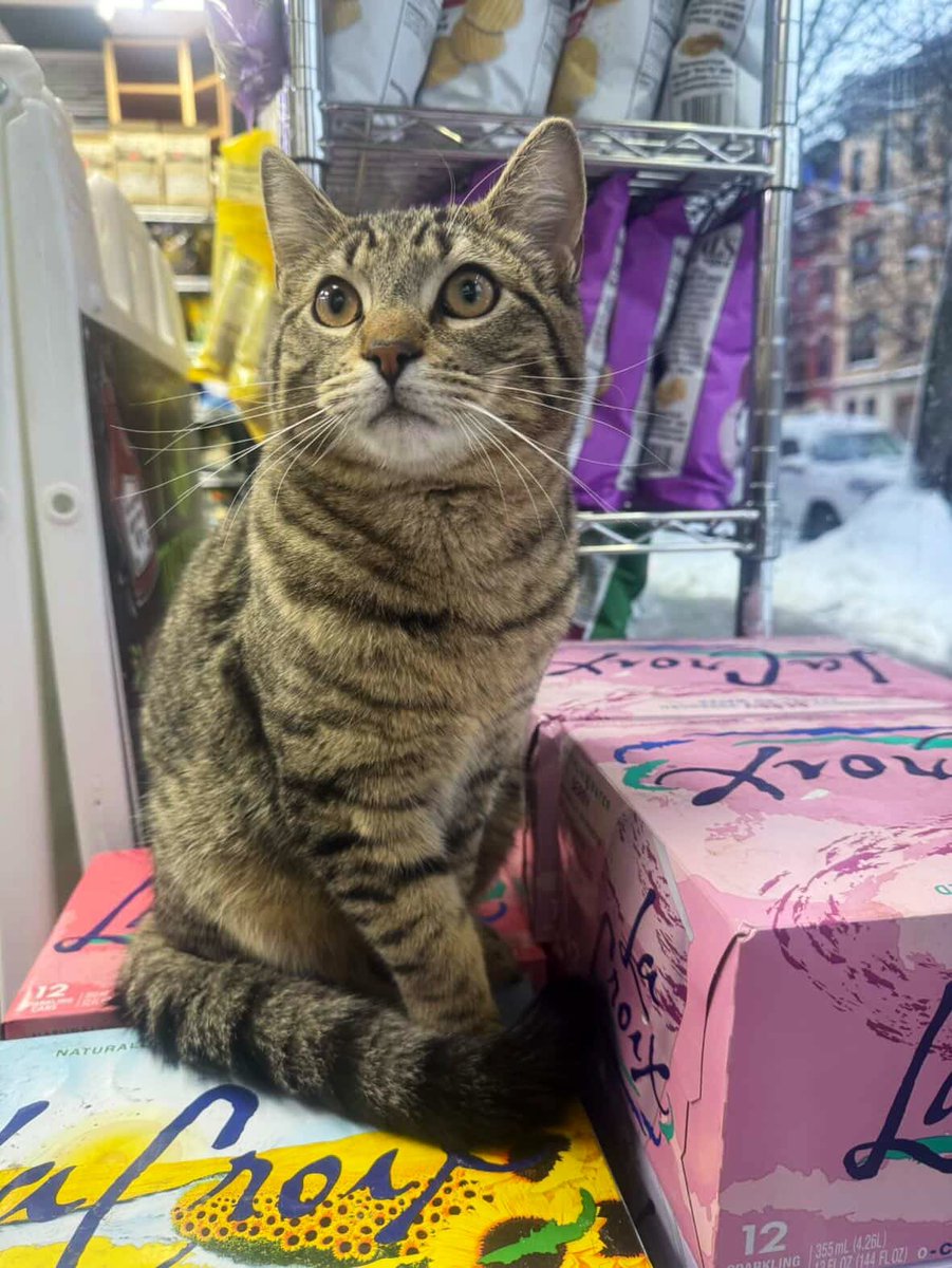 Bodega Cats tweet media