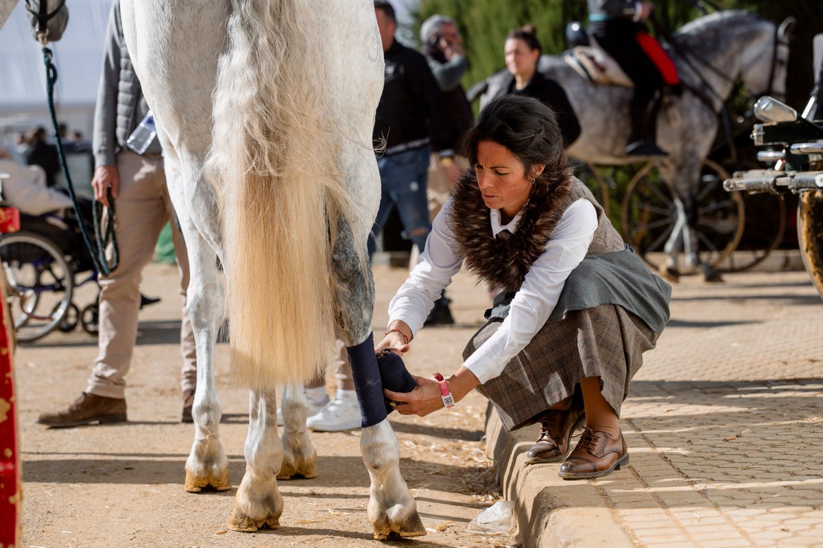 SICABOficial's tweet photo. Desliza para descubrir la otra cara de la competición: el ritual, la disciplina y la pasión por la excelencia que define al Pura Raza Española 🇪🇸🐴
Del 1 al 10, ¿cuántos puntos le das al infiltrado por su camuflaje? 😜

#SICAB #SICAB2025 #ANCCE #Caballos #PuraRazaEspañola https://t.co/VKtcSIPwbV