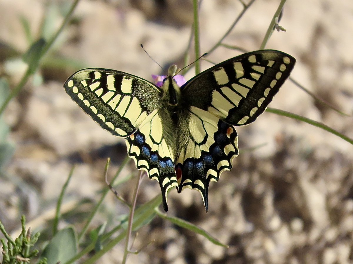 Mieke Poiesz tweet media