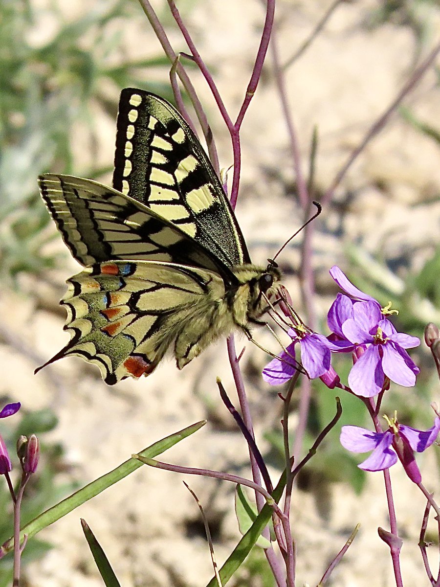 Mieke Poiesz tweet media