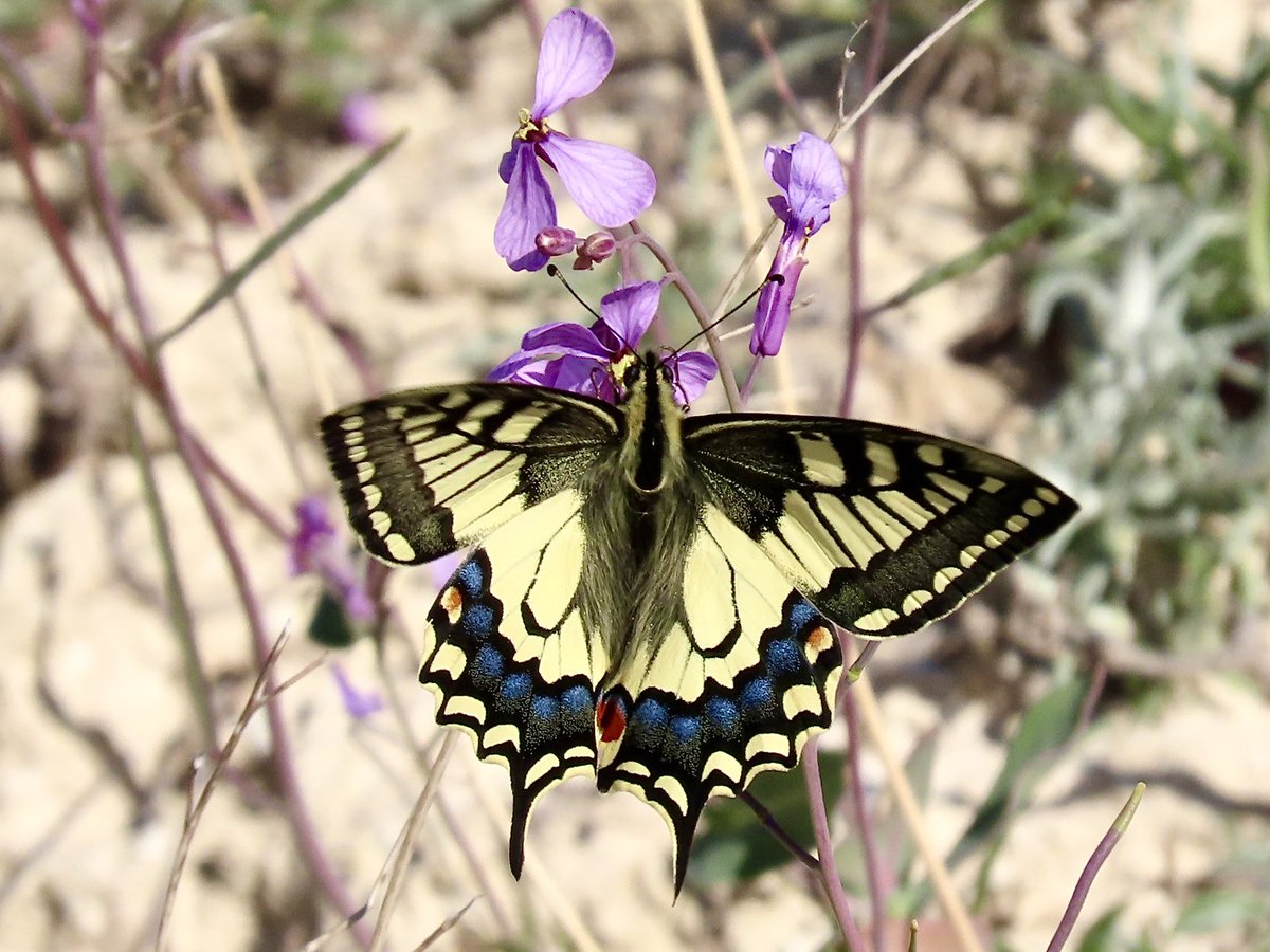 Mieke Poiesz tweet media