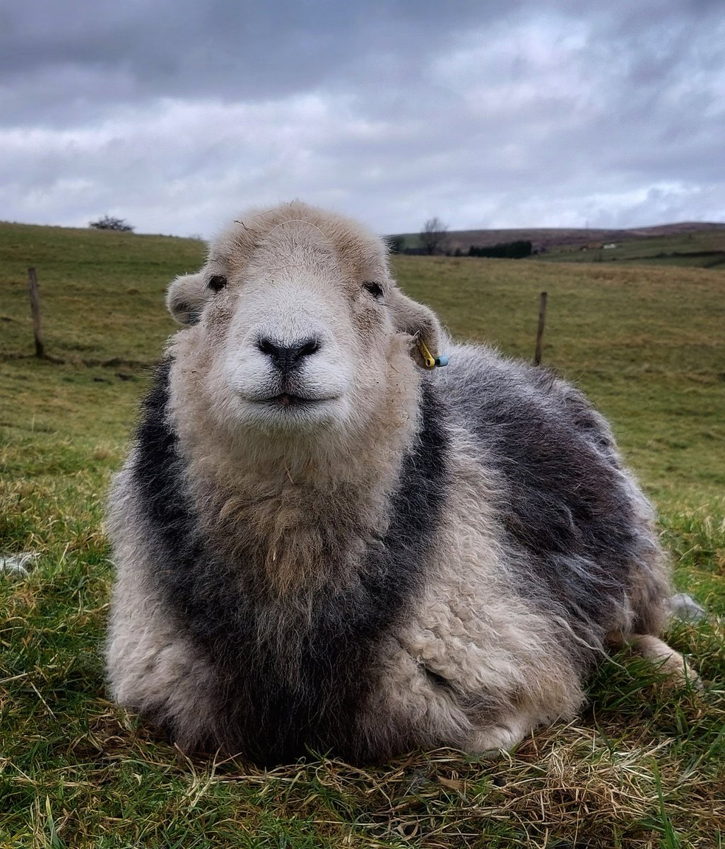 Herdwicks of Highfields Farm tweet media