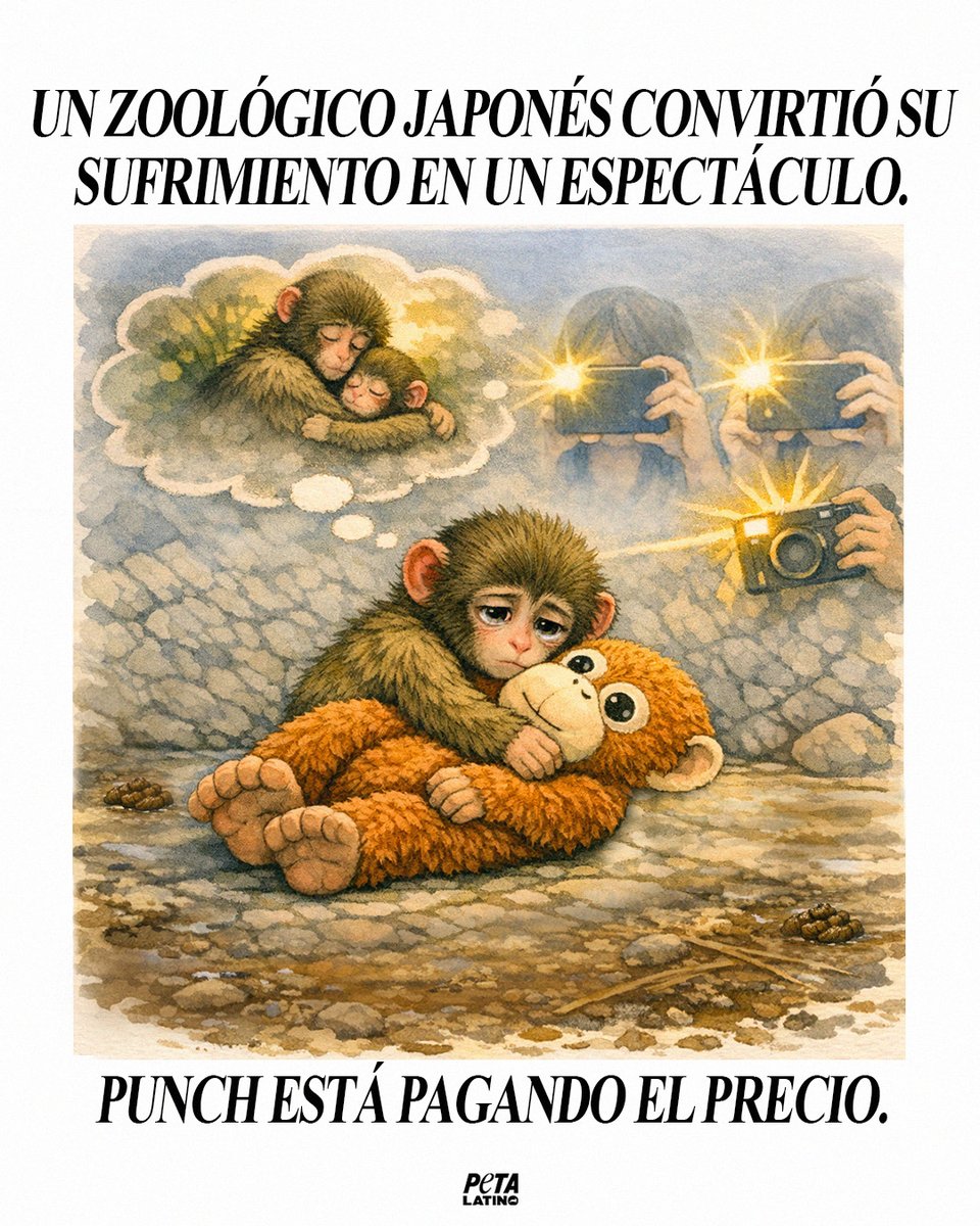 A Punch le negaron una vida natural para que el Ichikawa City Zoo pudiera ganar dinero.
Sin poder explorar. Sin libertad. Solo conoce el concreto y las privaciones.
Nunca apoyes lugares que condenan a los animales a vidas como la de él 😞