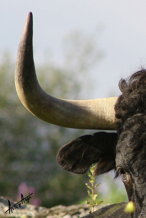 Real Unión de Criadores de Toros de Lidia tweet media