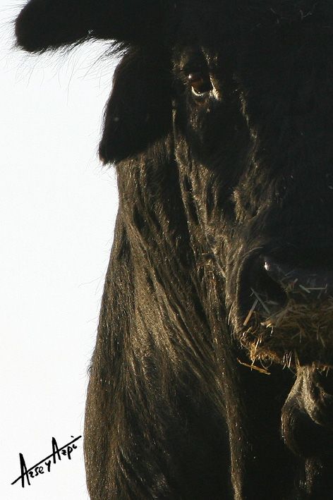 Real Unión de Criadores de Toros de Lidia tweet media