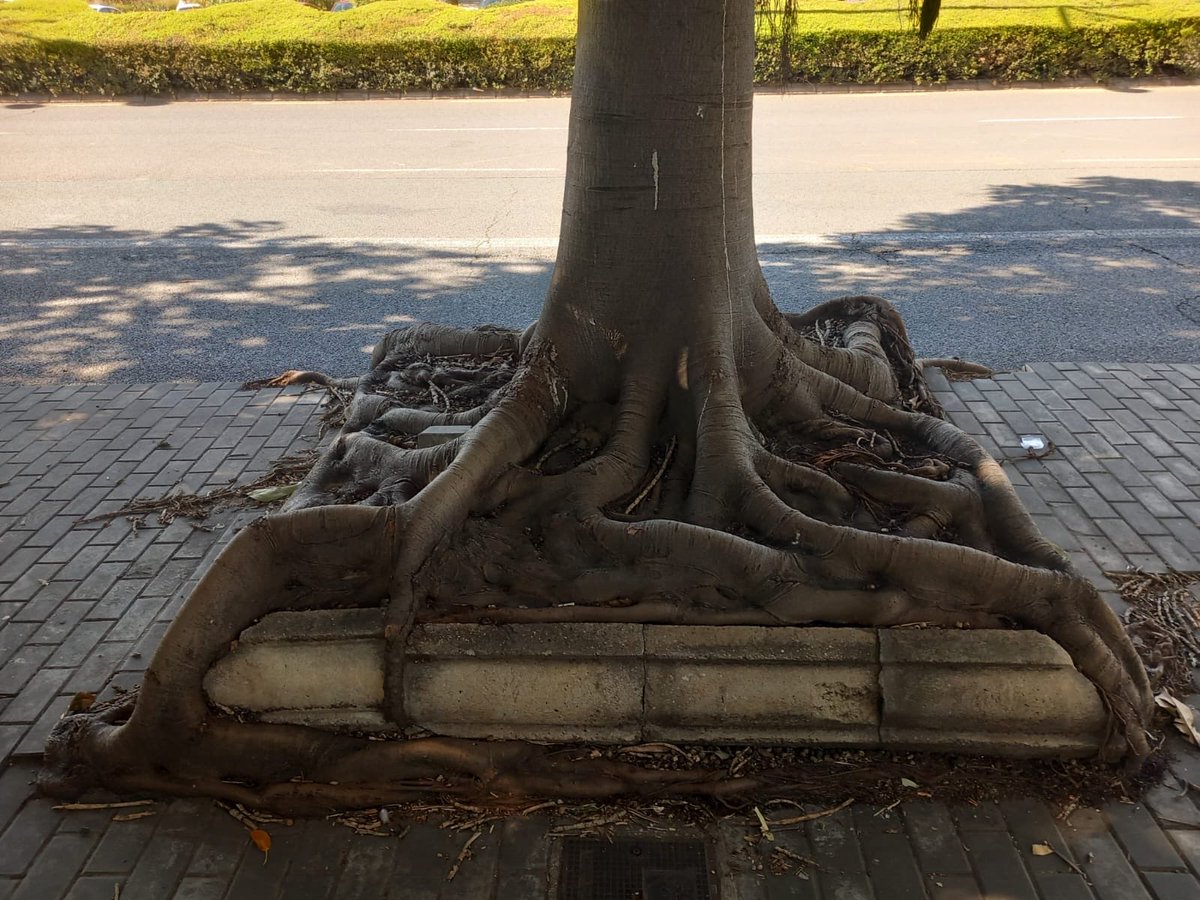 Jacobo Llorens_Arbolista_Treerider tweet media