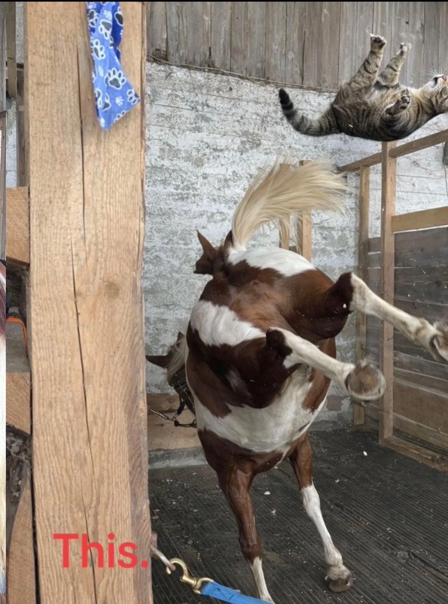 lined cats (@linedcats) on Twitter photo 