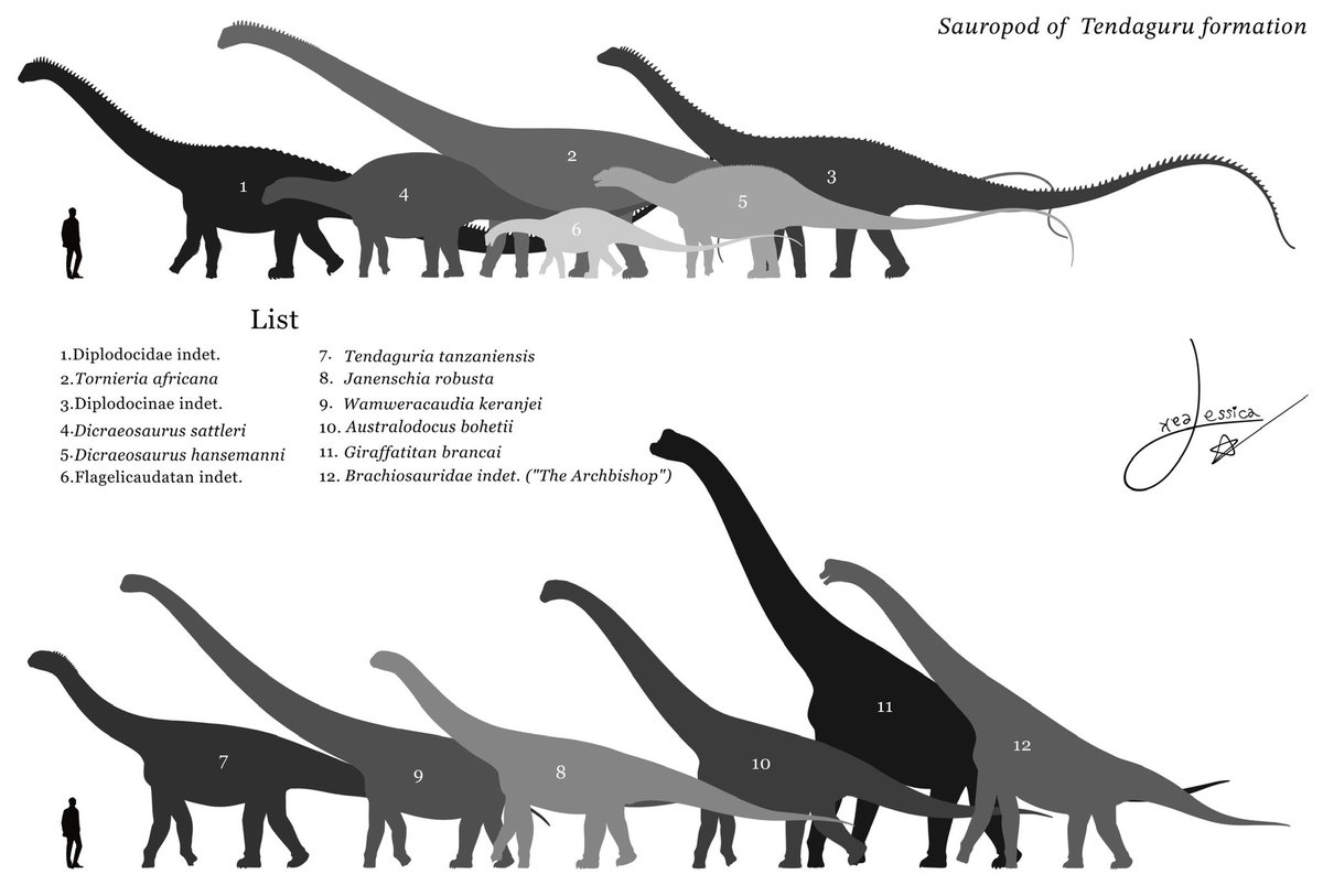 Sauropoda of Tendaguru formation 🇹🇿 🦕
.
#Tendaguru #Sauropod #Sauropoda #Jessicabababi