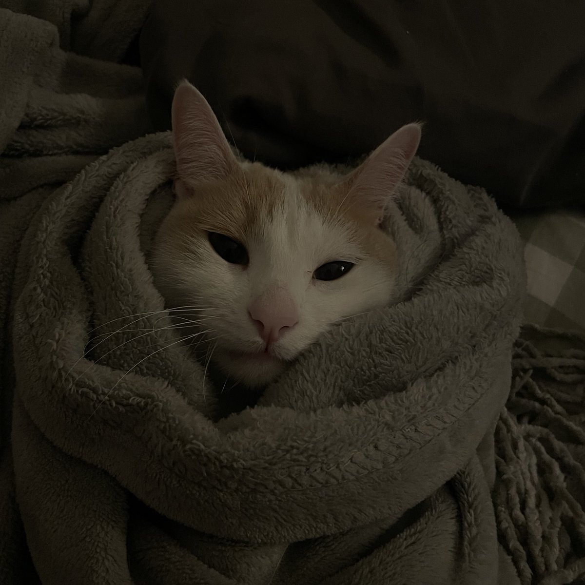 meime 🎐 tweet media