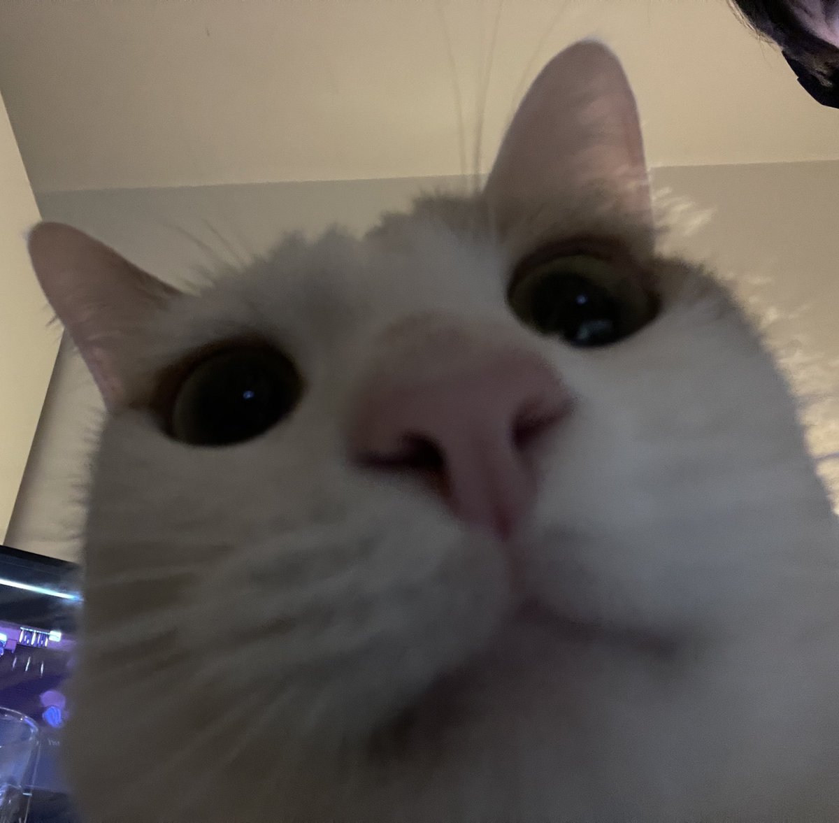 meime 🎐 tweet media