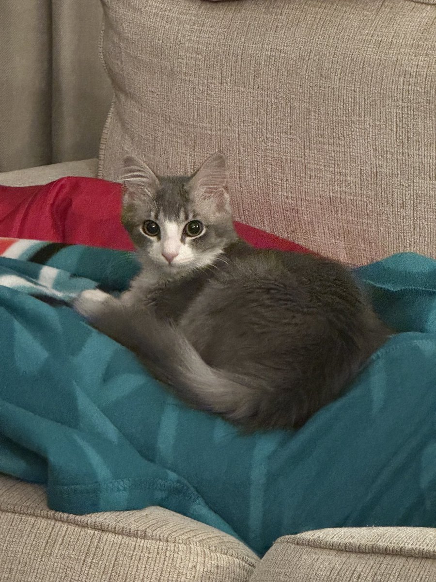 kitten named charlotte (@ImmCharIotte) / Posts / X
