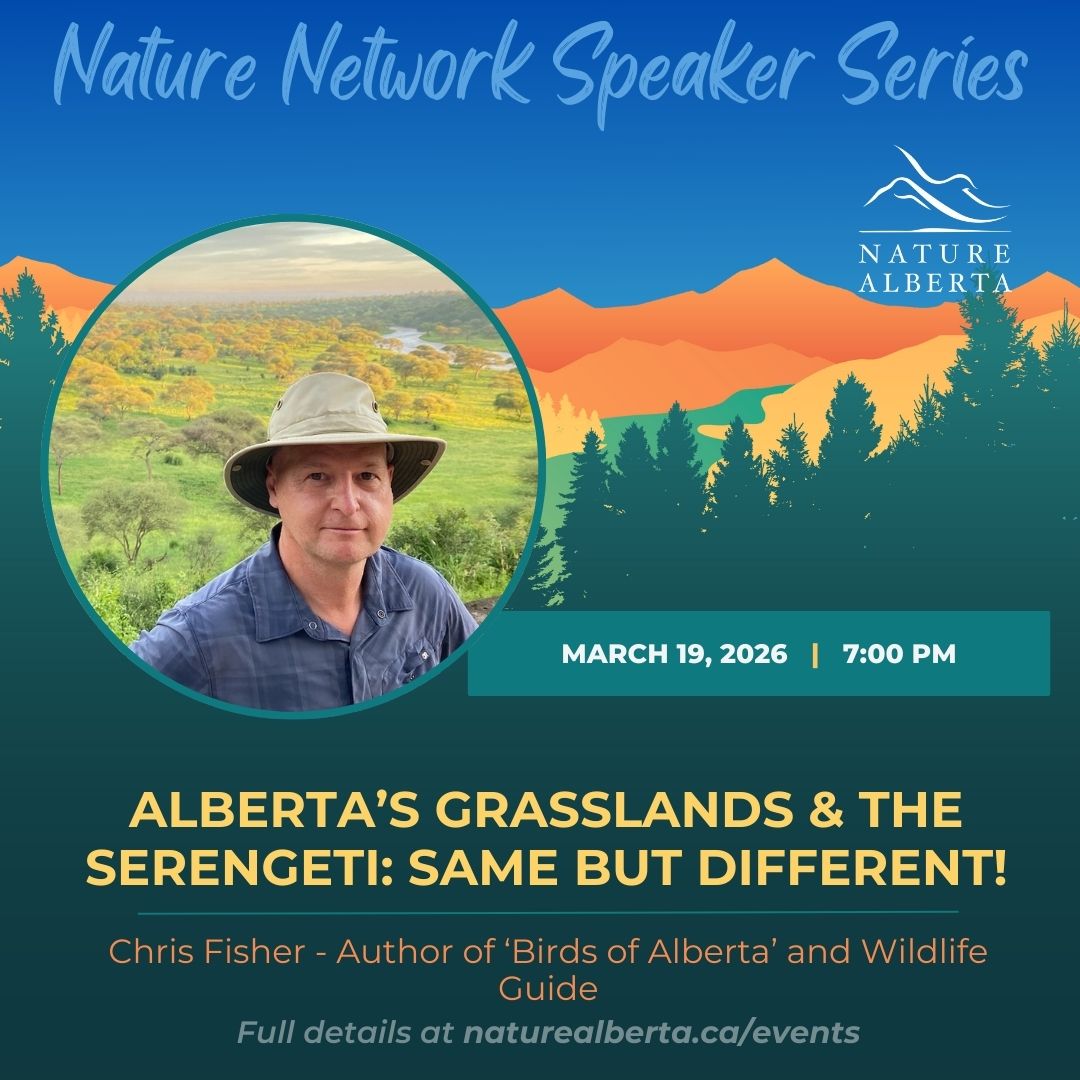 🐦Join Alberta naturalist, African safari guide, and author of the bestselling guidebook 'Birds of Alberta' Chris Fisher as he celebrates the many similarities and stand alone differences between the Serengeti of Tanzania and Alberta's grasslands!
 naturealberta.ca/albertas-grass…