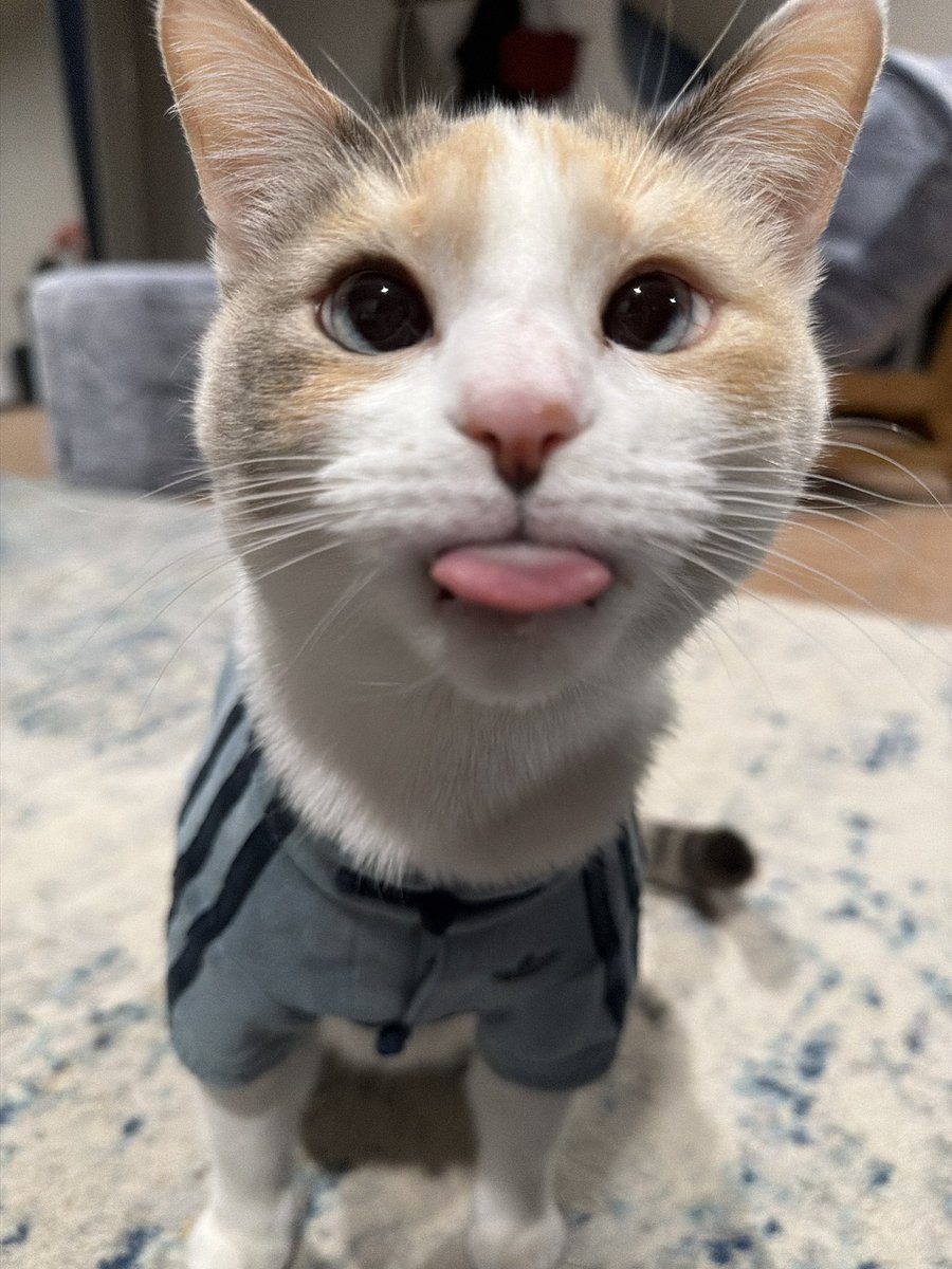 Panko A. Cat’s Mom (@fatfatpankocat) on Twitter photo 