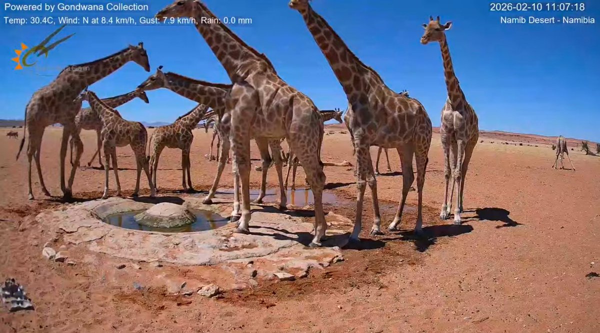 キリンが大集結したやつはほんとにびっくりした