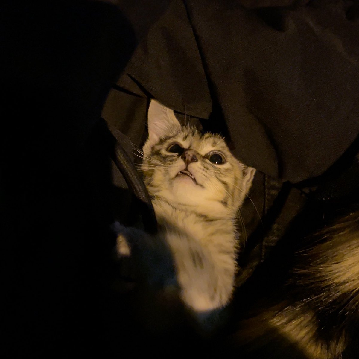 chen ♡ tweet media