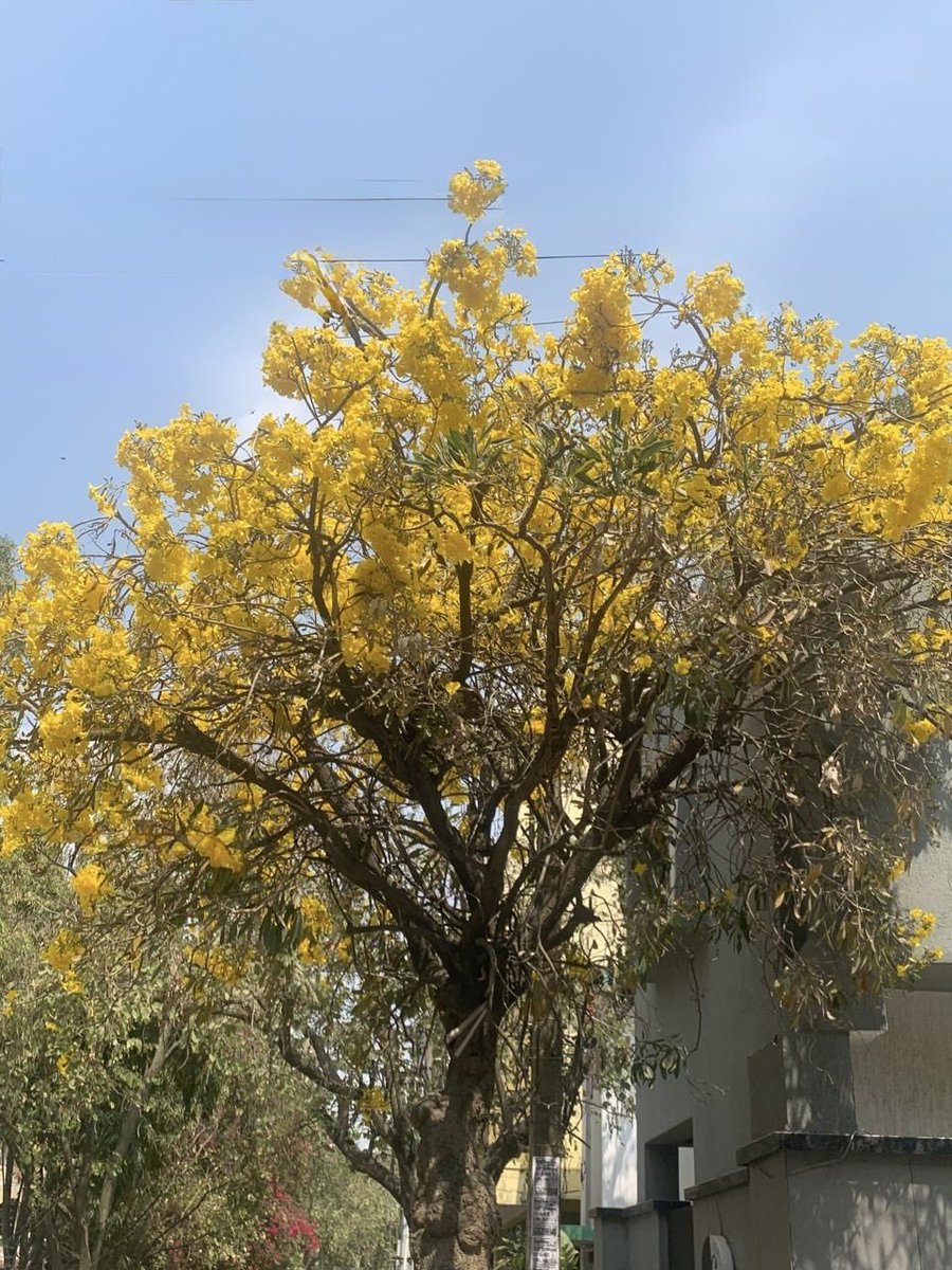 Manjunath K.S. / ಮಂಜುನಾಥ ಕೆ.ಎಸ್. tweet media