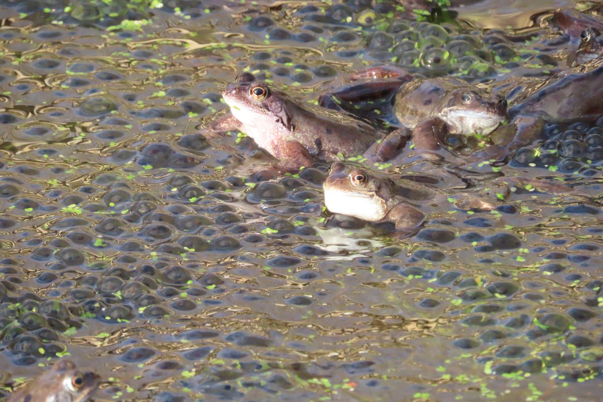 Donna Rainey tweet media