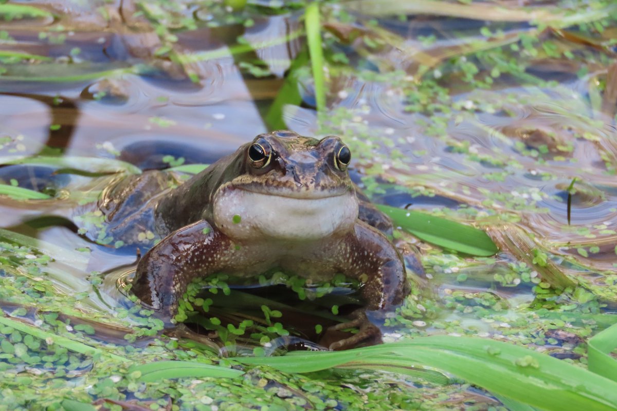 Donna Rainey tweet media