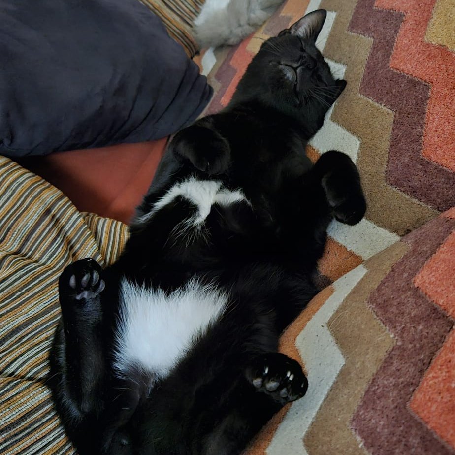 0- Nos lo regaló una chica del pueblo porque su gata parió
0- Nos lo encontramos en la calle y era mansito
200- Protectora (y pagaría más si eso supone ayudar a más gatitos)