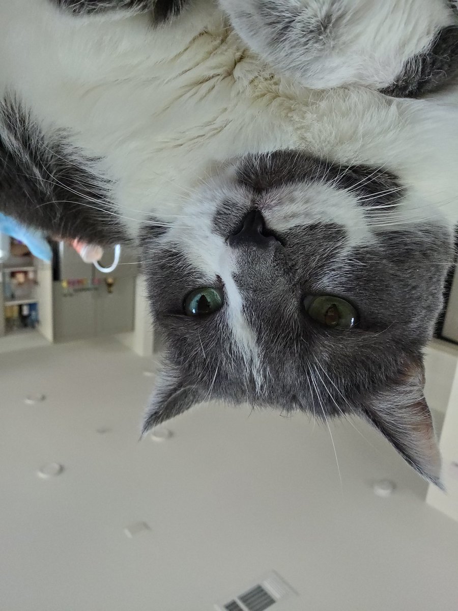 Piper says,"hey my parent is revealing there new model tomorroe, come by and join cause you'll see something awesome thay involves :)." 

Ps "gimme fish!"