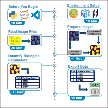 Dr_Alex_Crimi's tweet photo. Check our yet another "Protocol for automated analysis of biological images using #Python code"  https://t.co/A9MhzLrj3U
-Steps for the analysis of confocal images through Python
-Guidance on the usage of machine learning for #cellsegmentation
-Troubleshooting of common issues https://t.co/i0TXJjgX76
