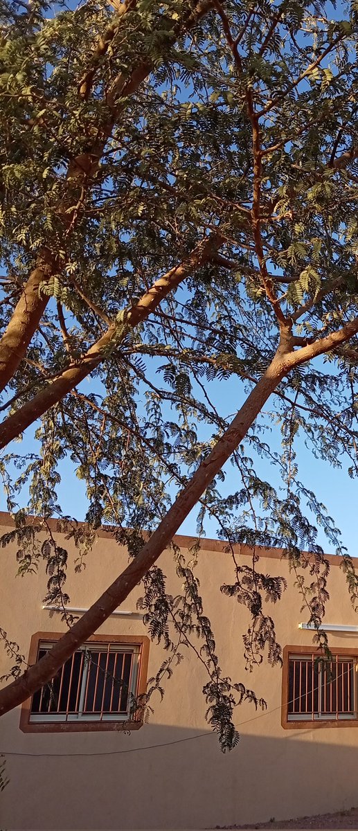 سلطانة الشمري tweet media