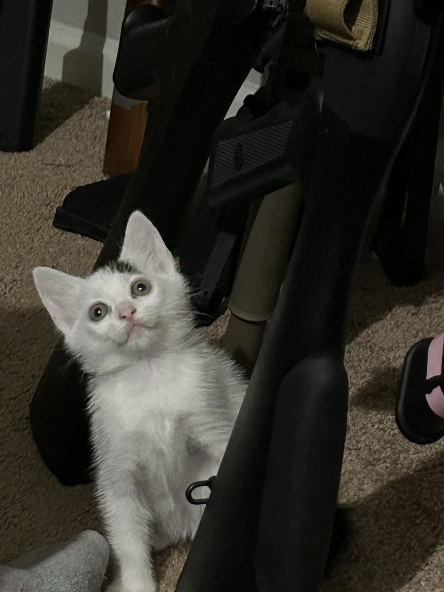 ‍ ‍ ‍─ 𝖙𝖍𝖊 𝖉𝖊𝖆𝖙𝖍𝖘𝖎𝖓𝖌𝖊𝖗 ೄྀ࿐ tweet media