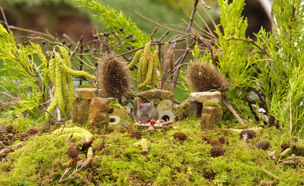 The Mouse of Mouse Henge