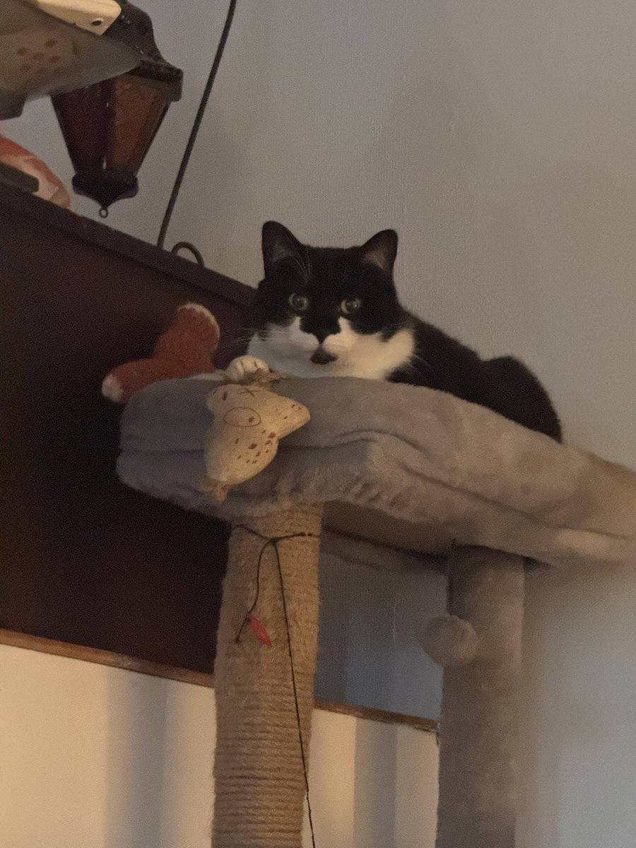Tentation145L's tweet photo. “Bonsoir bipèdes 😼, ce soir maman a sorti ses paniers anti-gaspi 💚 : velouté petits pois, pdt-carottes paprika & kiri, chipolatas, cordon bleu à la normande et pâtes 🍴. Simple, efficace et délicieux ! #AntiGaspi #RepasMaison #ChatGourmet #FleurLaDiva” https://t.co/eCN6Vkh2lo