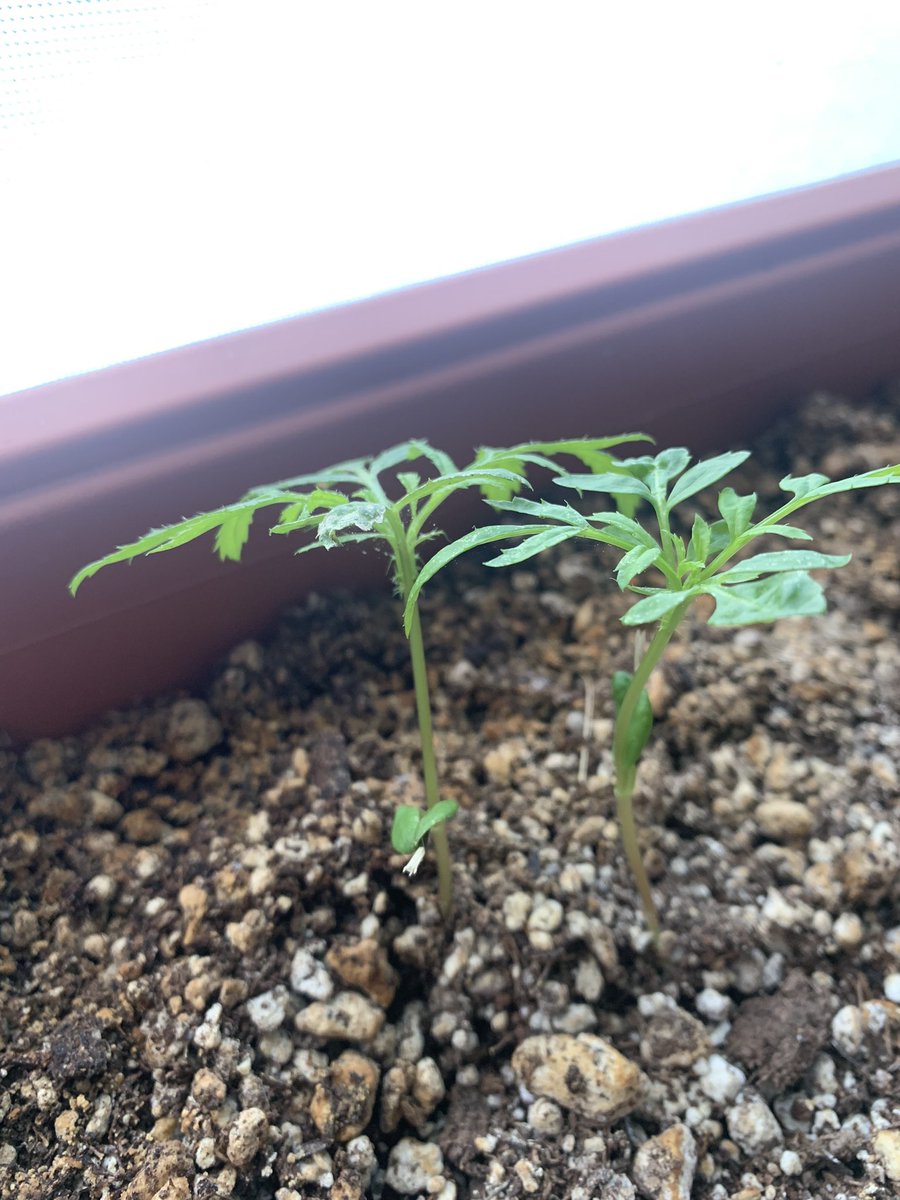 Dr. Tenisha M. tweet media