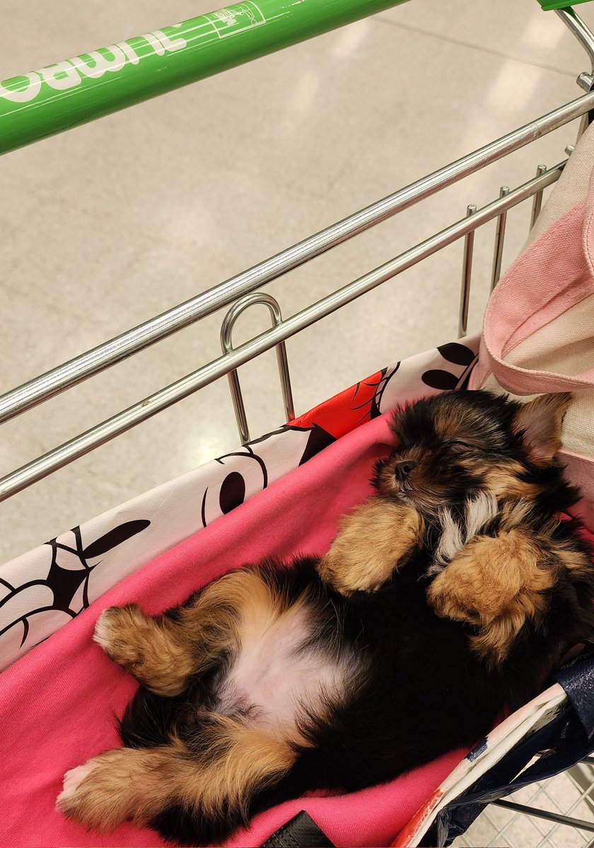 KathyDS84's tweet image. Hoy nos echsron de un supermercado @LIDERcl por estar con nuestra perrita.
Tranquilos. Nosotros también tenemos la libertad de elegir dónde gastar nuestro $
Gracias @JumboChile_ por ser #PetFriendly y entender que las mascotas son familia 🩷🐾 
El mercado castiga solo
🙏🏻 REPOST