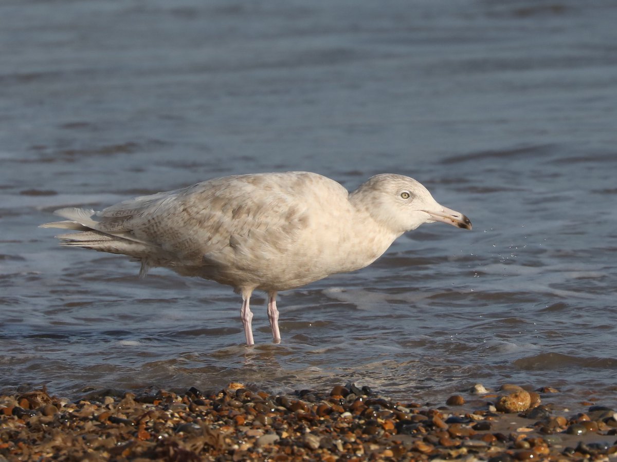 Tim Oakes tweet media