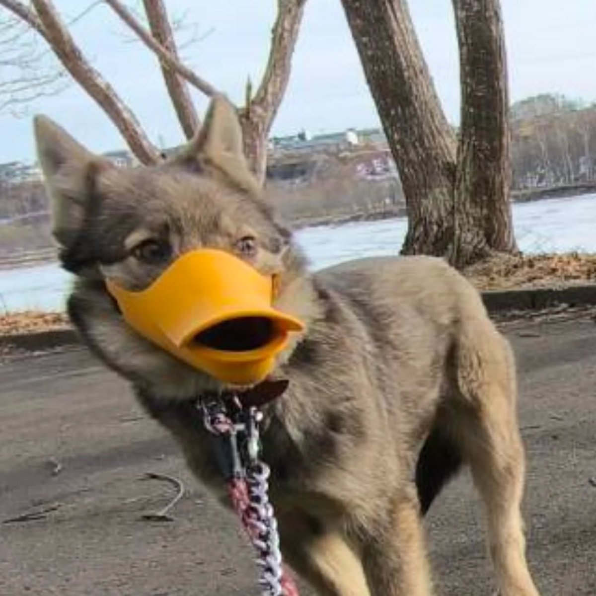 MwanNetwork's tweet photo. 【緊急！釧路市で迷い犬を探しています】

2月24日～画像の状態(口輪、鎖2本)で脱走中！
25日春採湖周辺(市立病院側)にて目撃情報あり。
人馴れしていないため、追うと逃げます。

飲食出来ない状態なので緊急です！
コメント欄に続きます↓

#釧路 #元野犬 #脱走 #迷子 #探しています https://t.co/yMktFm1woE