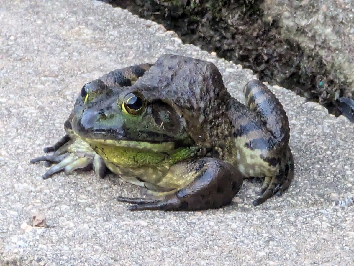 Bringing this fella back for anyone that hasn't seen them yet