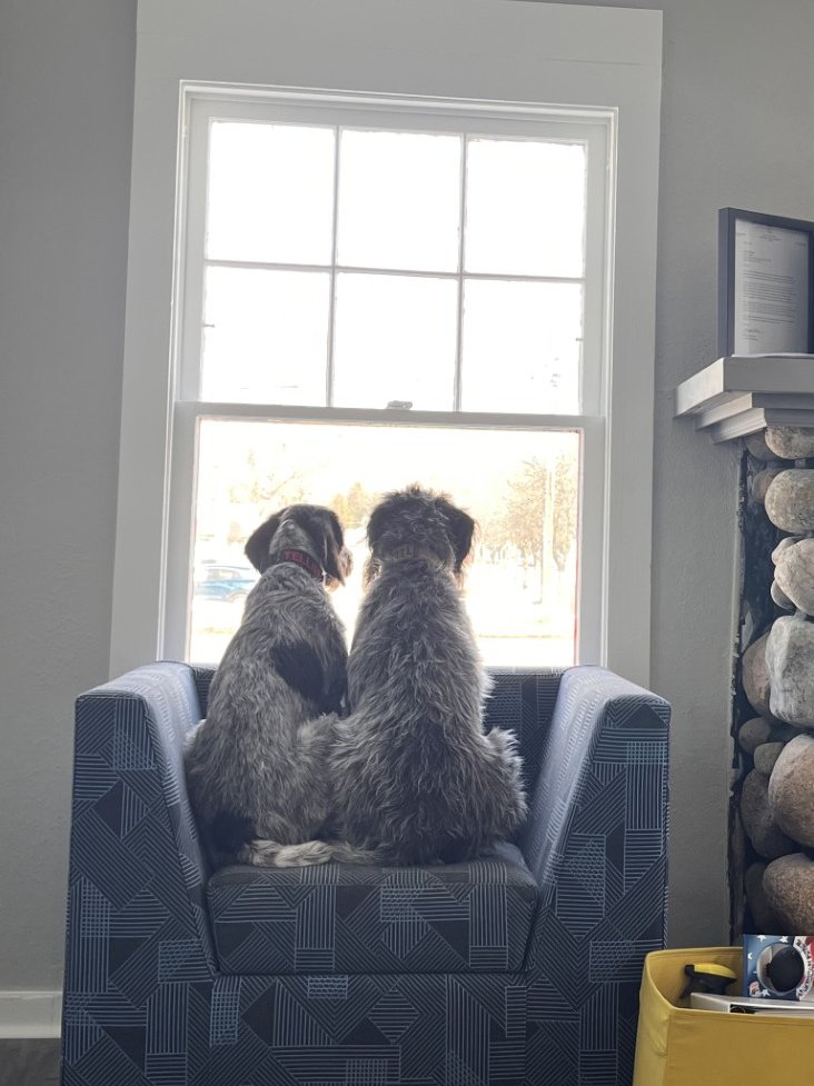 JetCoSolutions's tweet photo. Duke and Boone found their spot in the new office. Stay tuned for more soon. https://t.co/bBMgiFBisn