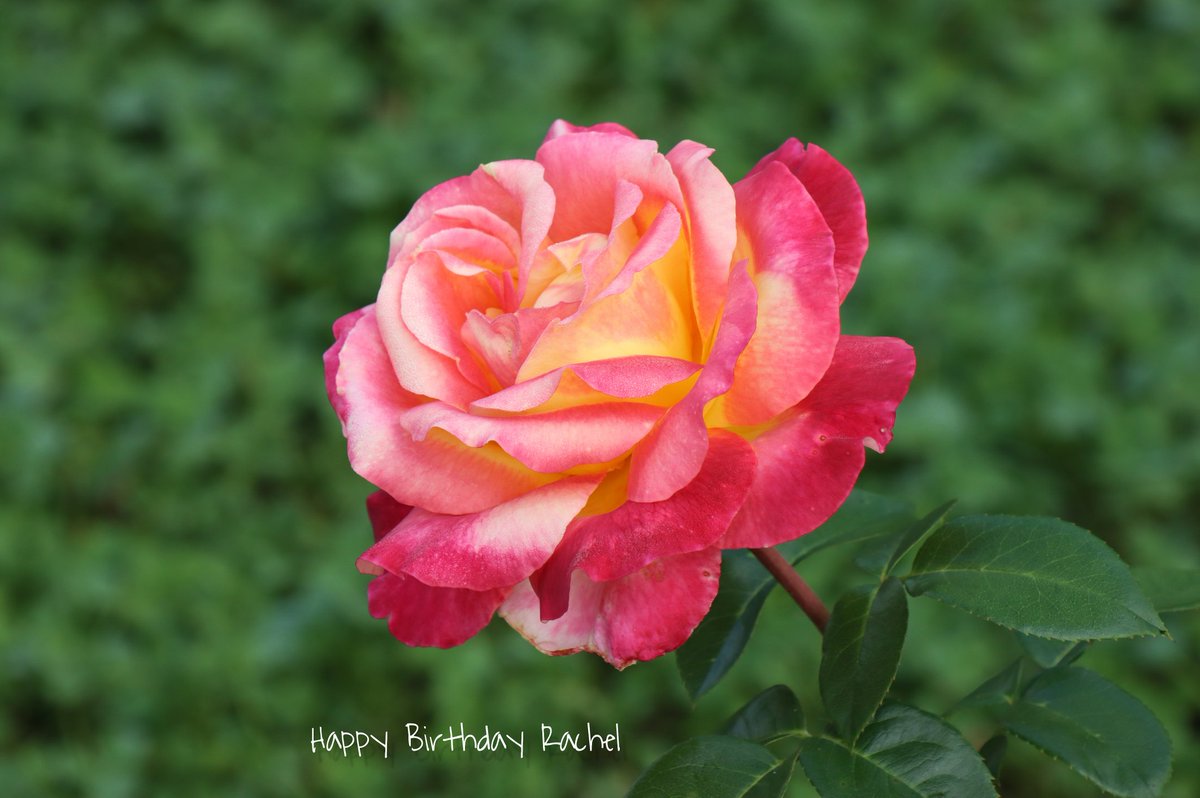 Armin Zimmermann tweet media