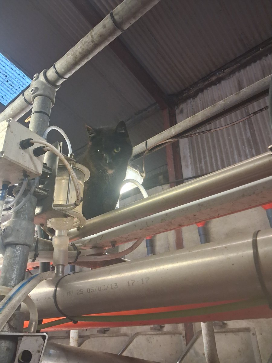 Justin mulcahy tweet media